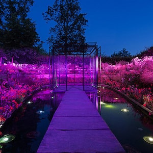 garden lit with purple LED lights